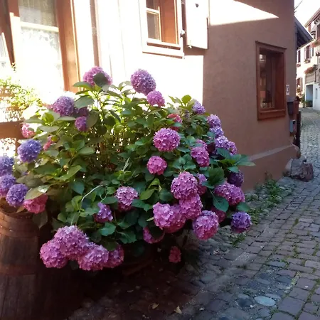 Danton Troyes